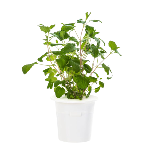 Click and Grow Smart Garden Refill 3-pack - Experimental