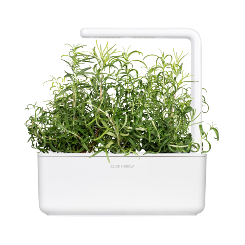Click and Grow Smart Garden Refill 3-pack - Rosemary