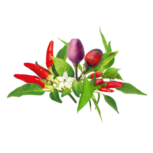 Click and Grow Smart Garden Refill 9-pack Chili Pepper Mix