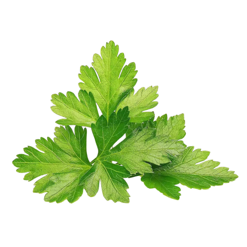 Click and Grow Smart Garden Refill 3-pack - Coriander