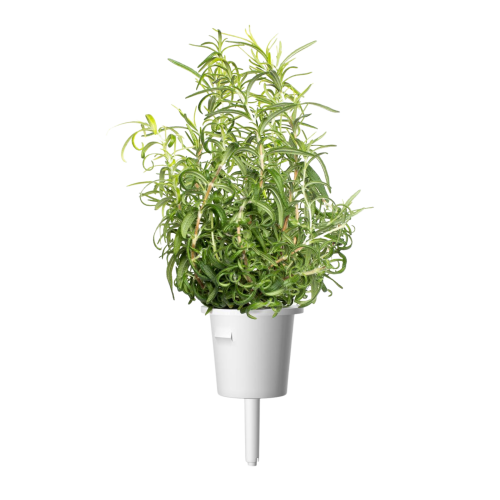 Click and Grow Smart Garden Refill 3-pack - Rosemary